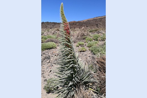 14 maggio Teide